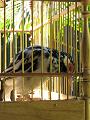 2007 07 11 BALI 0049